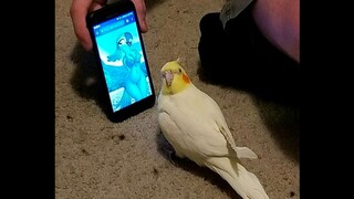 مختارات مقاطع فيديو ممتعة من الخارج، بعد مشاهدتها تشعر أن العالم بأكمله مليء بالبهجة! #109