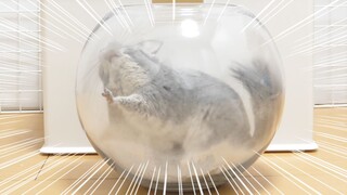 Ketika Totoro yang sudah dua minggu tidak bisa mandi pasir akhirnya mandi pasir untuk pertama kaliny