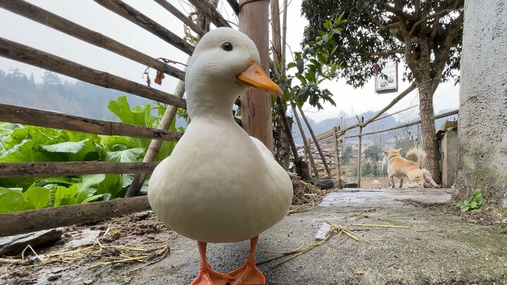 Don’t even think about trying to trick me into feeding you again, you ungrateful jerk!