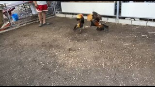 Sparring. Pumpkin Hatch vs Pumpkin sweater parehas balda pero super pa rin