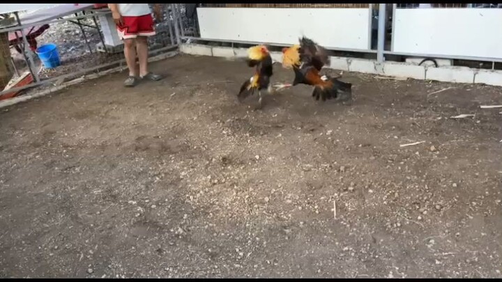 Sparring. Pumpkin Hatch vs Pumpkin sweater parehas balda pero super pa rin
