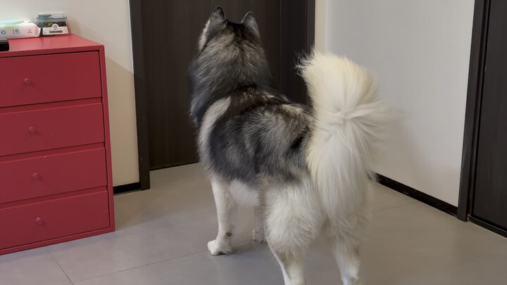 The first New Year livestream is really different!