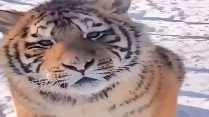 [Animals]The cuteness of tiger