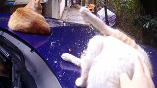 Mèo hoang phải hết sức cẩn thận khi ra ngoài. Chúng không biết mình đang bị chạm vào khi còn thức! T