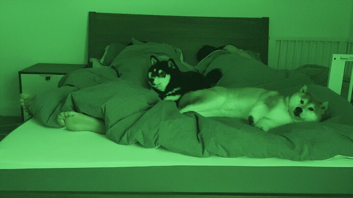 主人和两只柴犬睡一晚，会发生什么呢