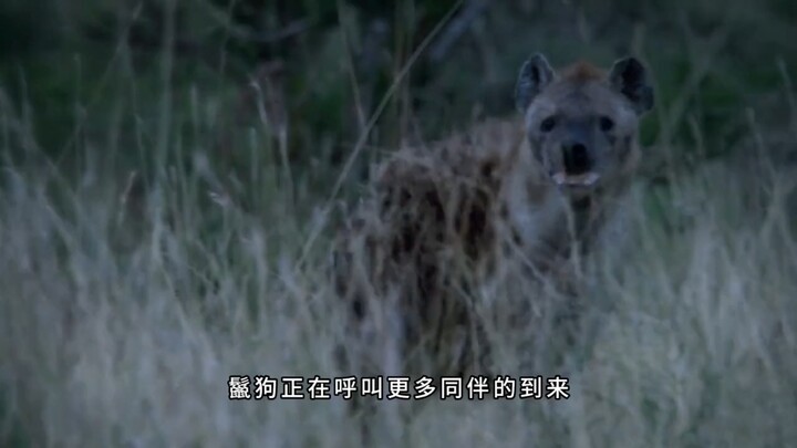 Facing challenges from lions and hyenas, the female cheetah fights to protect her cubs' safety.