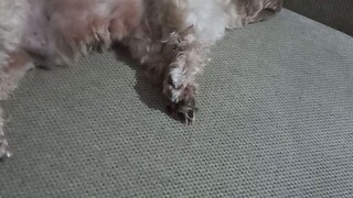 โกโก้หลับ