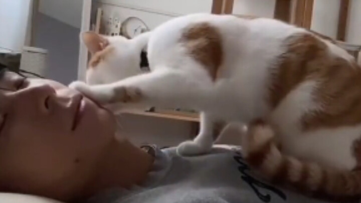 Ada satu jenis jam alarm yang namanya kucing