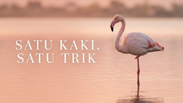 Flamingo Berdiri dengan Satu Kaki, dan Diduga Itu Cara Menghemat Panas Tubuh