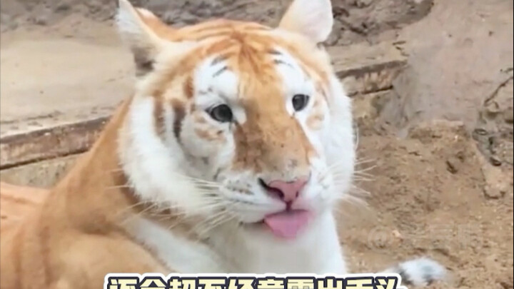 Dễ thương quá! Ngay cả Võ Tòng đến đây cũng phải xoa đầu rồi mới đi thôi~