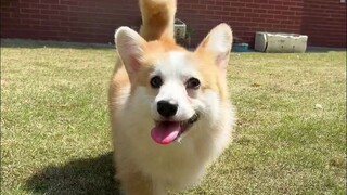 A corgi without a docked tail really does look just like a little fox!