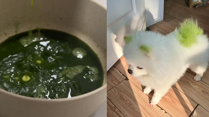 The owner dyed the dog’s fur with spinach juice, thinking it would be a flop—turns out, after it was