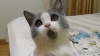 Meow: I really didn’t open my mouth—why on earth won’t you believe me?