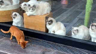 لا تتخيل نفسك كقطة، فهذا أمر خطير