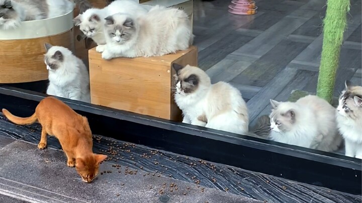 Don't imagine yourself as a cat, it's dangerous