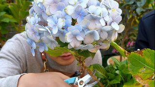 How to prune and propagate hydrangeas