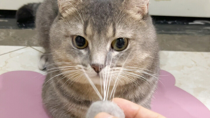 إذا وجدت شارب قطة، لا ترميه – يُقال إن هذا يجلب الحظ السعيد!