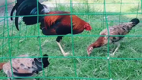 FUTURE Broodstag and Broodhens
