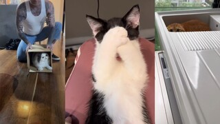 害羞的猫猫最要命
