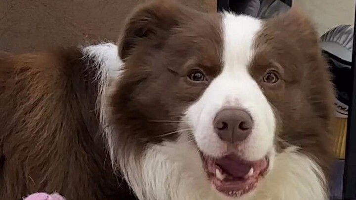 ใช่ไหมที่เบลนด์ด็อกทุกตัวจะขี้ระแวงแบบนี้เสมอ