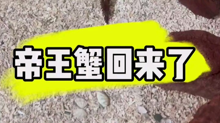 King crabs are back, but can dogs really make instant noodles?