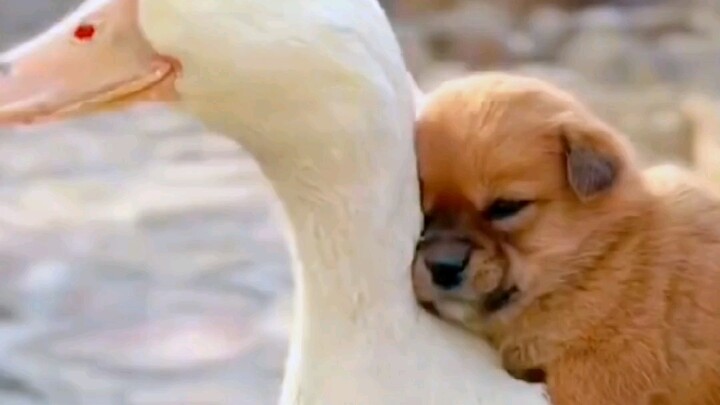 ลูกขนน่ารักขี้เล่น ดูจบแล้วอารมณ์ดีชัวร์!