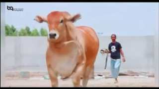 10 ton weight of bull