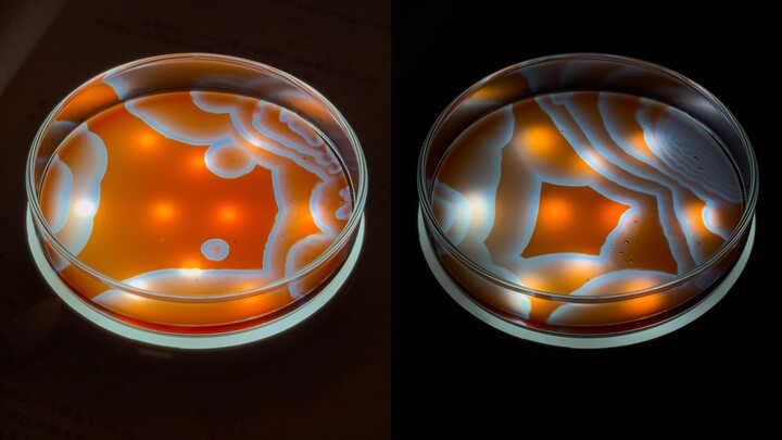 تجربة كيميائية كلاسيكية: تفاعل التذبذب B-Z