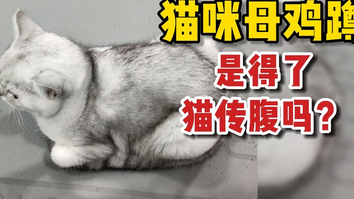 كم عدد الأشخاص الذين ما زالوا لا يميزون بين “تشواي النّاس” و”جلسة الدجاجة”؟ هل جلسة الدجاجة هي نفسها