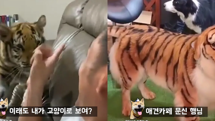 ทำไมคุณไม่ควรมีเสือที่บ้าน Funny animal meme