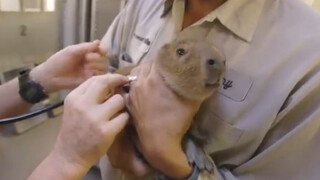 Capybara juga bisa panik, ketika diperiksa kesehatan dan disuntik mereka sampai menangis kesakitan