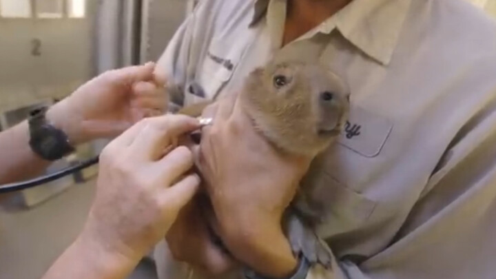 Capybara juga bisa panik, ketika diperiksa kesehatan dan disuntik mereka sampai menangis kesakitan