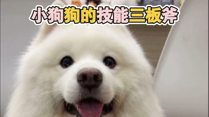 A puppy's three essential skills!