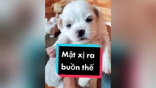 Cả nhà an ủi e cún của tớ với.  cunyeucuadua chó chócon chókhôn chócute xuhuong fyp