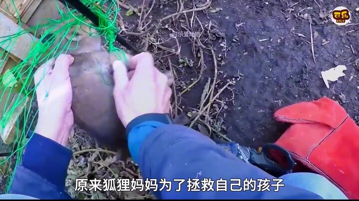 【أم الثعلب تستغيث، هيا ساعدوها!】