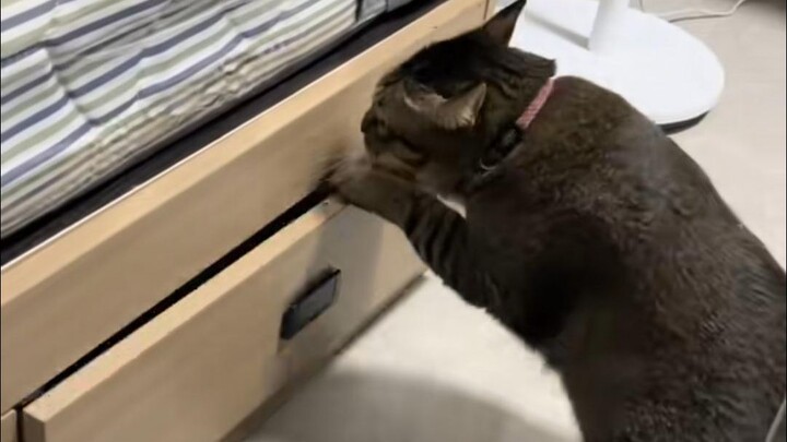 Ternyata kucing juga punya phobia sosial!