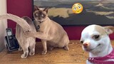 NGAKAK..😂 Kucing Malu-malu Kucing | Video Kucing Lucu Bikin Ngakak | Tiktok 2024