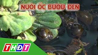 Nuôi ốc bươu đen mang lại hiệu quả kinh tế cao | Khuyến nông - 13/4/2021 | THDT