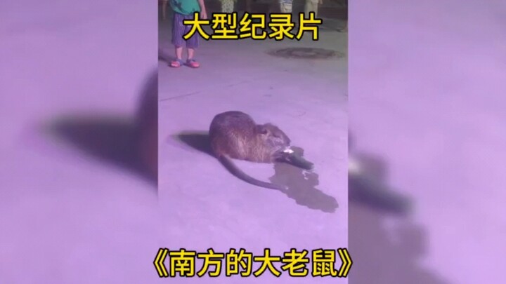 Ternyata Selatan dan Utara memang saling bertolak belakang. Dokumenter besar “Tikus Besar di Selatan