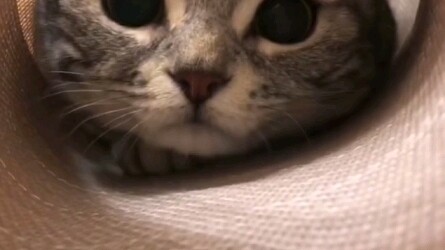 The Grudge-Keeping Cat……