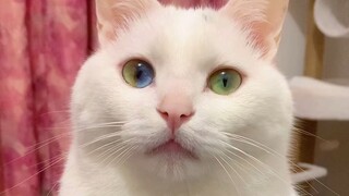 是谁说四色异瞳猫眼不会变圆的