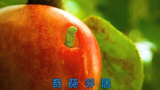毛毛虫遇到奇葩邻居，真是冤家路窄。