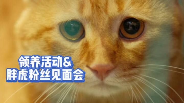 Melancholy Big Fat Tiger is online and in full swing—this first-ever offline adoption event was trul