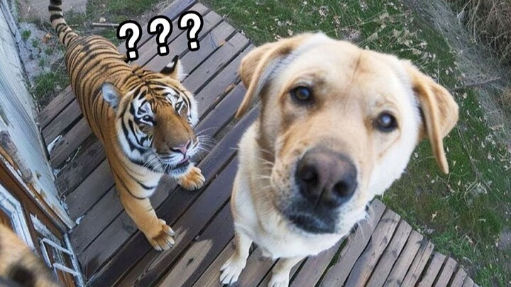 “Mom, I’ve brought a friend home—from now on, all the crispy bits are theirs.”
