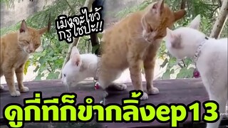โครตฮา เปลี่ยนแมวจะไขว้กัน มาเป็นมิตรกันด้วยฮอน ฮาคลายเครียด (ดูกี่ทีก็ขำกลิ้ง EP13)