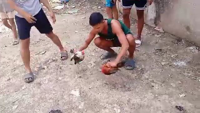 fastest kill dayo Serye🐓 Talisay saamin 5500 parada