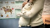 Cat Joy and Vet | Cat vaccination & veterinary doctor