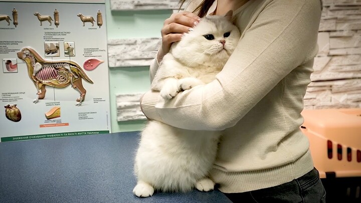 Cat Joy and Vet | Cat vaccination & veterinary doctor