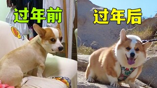 怎么会有这么胖的柯基啊？！