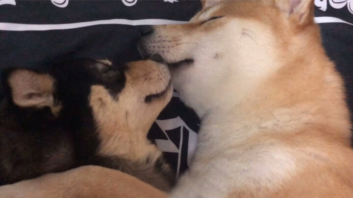 Anak anjing bermuka dua